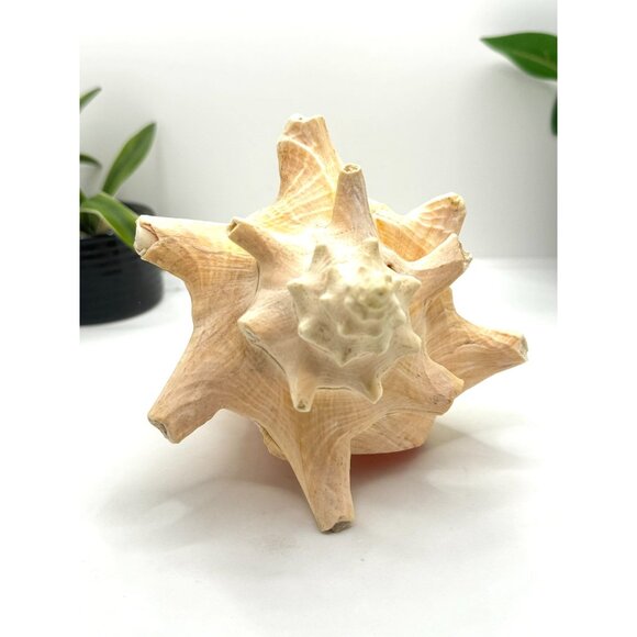 Large Natural Conch Shell Coastal Decor Beach Themed Home Accent Nautical Displa - Picture 5 of 8